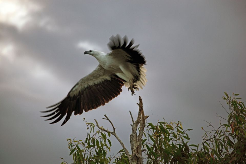White Breasted Sea Eagle Kakadu.jpg